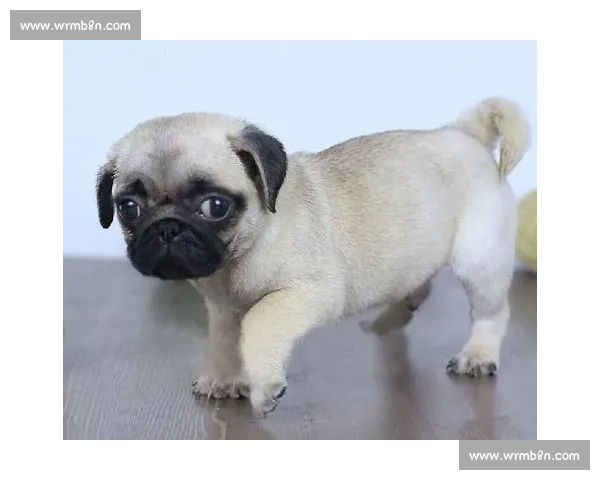 全国巴哥犬宠物大赛精彩回顾与养护技巧全指南