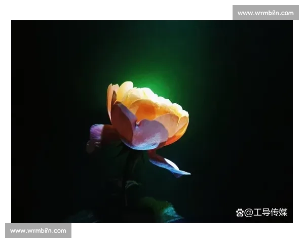 全球摄影爱好者竞逐创意巅峰挑战多样题材的摄影比赛活动精彩呈现 全球摄影爱好者竞逐创意巅峰挑战多样题材的摄影比赛活动精彩呈现