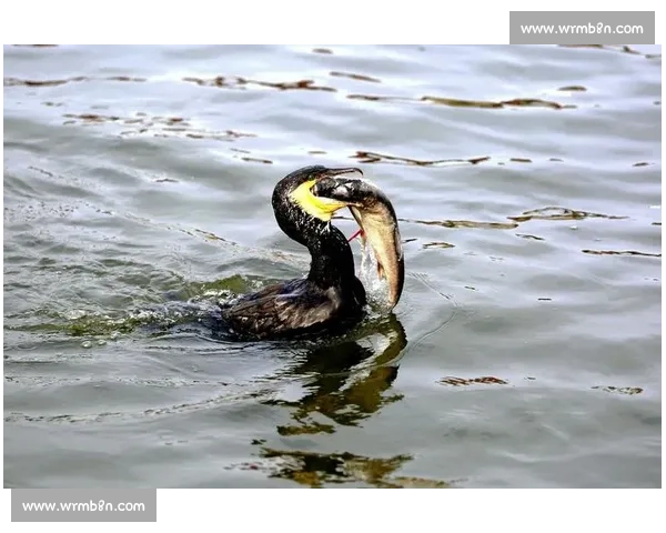 巴拉纳比赛精彩回顾：激烈对决与精彩瞬间的全面分析