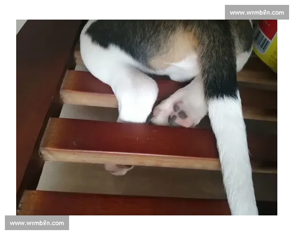 比格犬竞技盛典精彩瞬间与训练技巧全解析